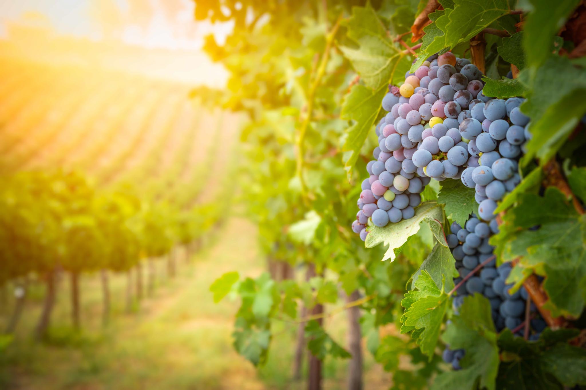 Environment, Sustainability and Agriculture