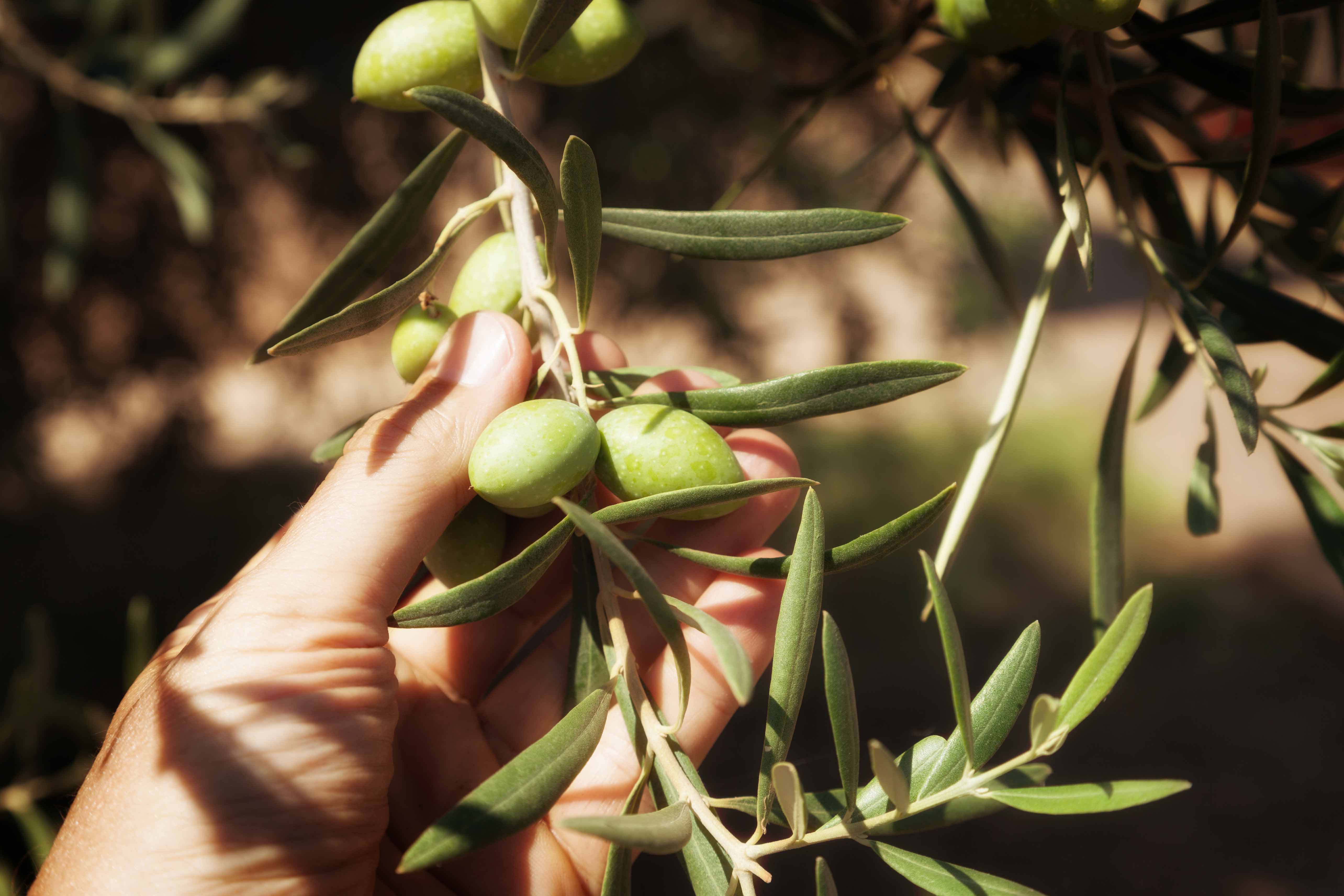 Leading producer of 40+ high-quality agricultural products